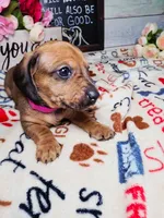 Storm (CKC), a female Dachshund for sale in Rio Grande City, TX – 5 of 8