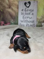 Gamora Dachshund / Chiweenie, a female Chihuahua and Miniature Dachshund for sale in Rio Grande City, TX – 1 of 8