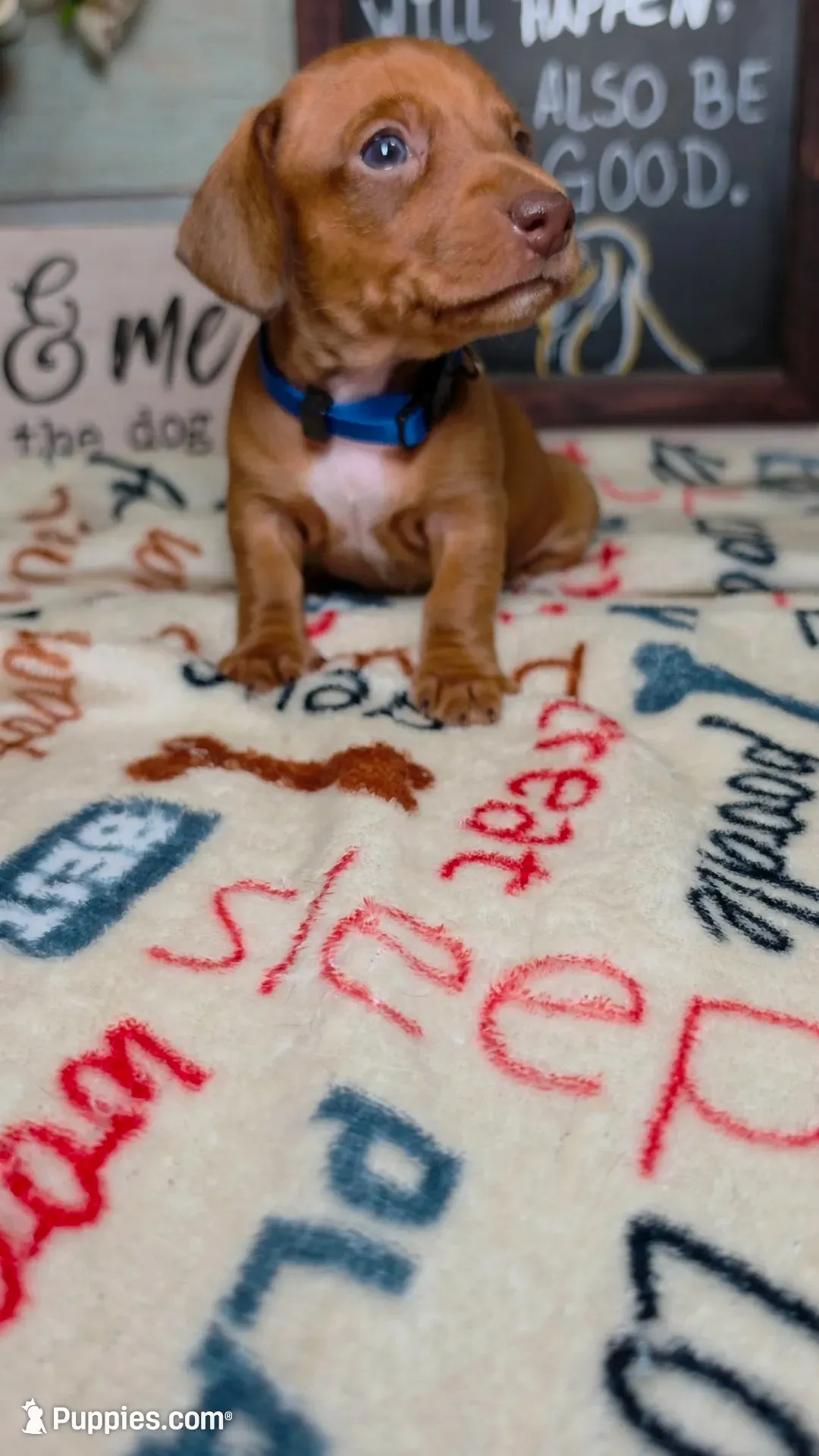 Groot Dachshund / Chiweenie, a male Chihuahua and Miniature Dachshund for sale in Rio Grande City, TX – 2 of 9
