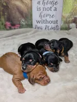 Rocket Dachshund / Chiweenie, a male Chihuahua and Miniature Dachshund for sale in Rio Grande City, TX – 4 of 9