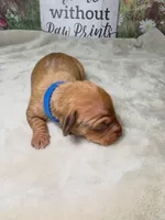 Groot Dachshund / Chiweenie, a male Chihuahua and Miniature Dachshund for sale in Rio Grande City, TX – 2 of 10