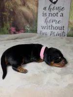 Gamora Dachshund / Chiweenie, a female Chihuahua and Miniature Dachshund for sale in Rio Grande City, TX – 3 of 8