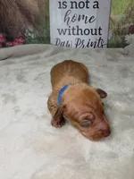 Groot Dachshund / Chiweenie, a male Chihuahua and Miniature Dachshund for sale in Rio Grande City, TX – 4 of 10