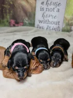 Rocket Dachshund / Chiweenie, a male Chihuahua and Miniature Dachshund for sale in Rio Grande City, TX – 5 of 9