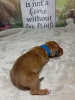 Groot Dachshund / Chiweenie, a male Chihuahua and Miniature Dachshund for sale in Rio Grande City, TX – 7 of 10