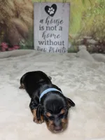 Star - Lord Dachshund / Chiweenie, a male Chihuahua and Miniature Dachshund for sale in Rio Grande City, TX – 5 of 10