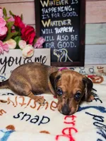Storm (CKC), a female Dachshund for sale in Rio Grande City, TX – 6 of 8