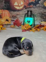 Spooky, a female Miniature Dachshund for sale in Rio Grande City, TX – 2 of 10