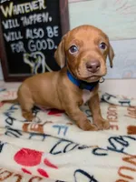 Groot Dachshund / Chiweenie, a male Chihuahua and Miniature Dachshund for sale in Rio Grande City, TX – 5 of 9
