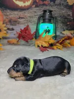 Spooky, a female Miniature Dachshund for sale in Rio Grande City, TX – 1 of 10