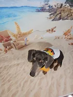 Gamora Dachshund / Chiweenie, a female Chihuahua and Miniature Dachshund for sale in Rio Grande City, TX – 7 of 8