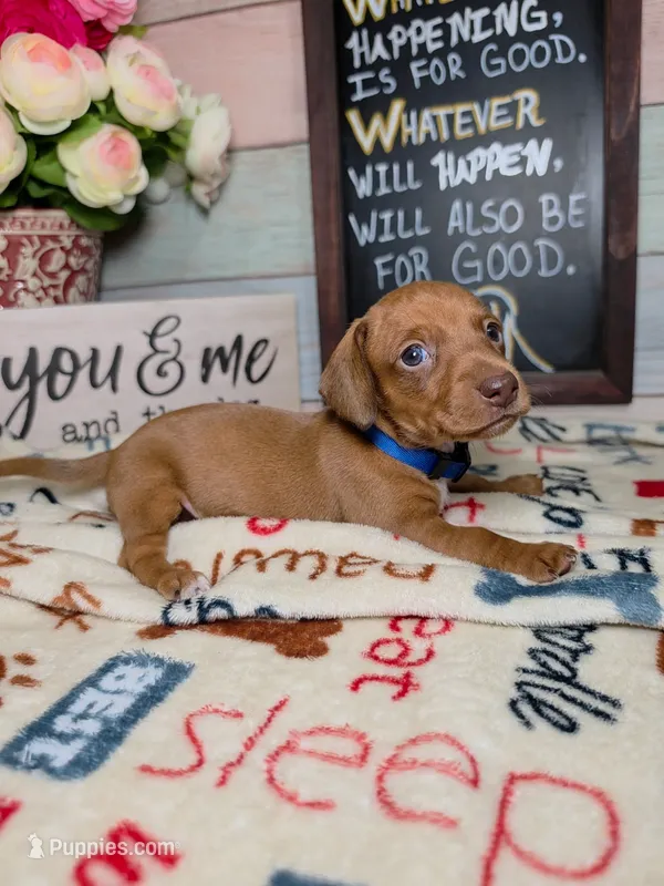Groot Dachshund / Chiweenie, a male Chihuahua and Miniature Dachshund for sale in Rio Grande City, TX – 1 of 9