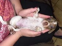 Dash, a male Miniature Dachshund for sale in Tucson, AZ – 6 of 7
