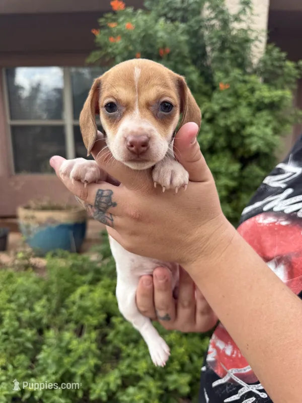Bonnie – Miniature Dachshund puppy for sale in Tucson, AZ