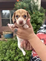 Bonnie, a female Miniature Dachshund for sale in Tucson, AZ – 1 of 6