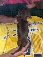Lolly Lu, a female Miniature Dachshund for sale in Tucson, AZ – 3 of 4