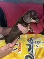 Lolly Lu, a female Miniature Dachshund for sale in Tucson, AZ – 4 of 4
