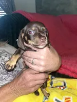 Lolly Lu, a female Miniature Dachshund for sale in Tucson, AZ – 2 of 4
