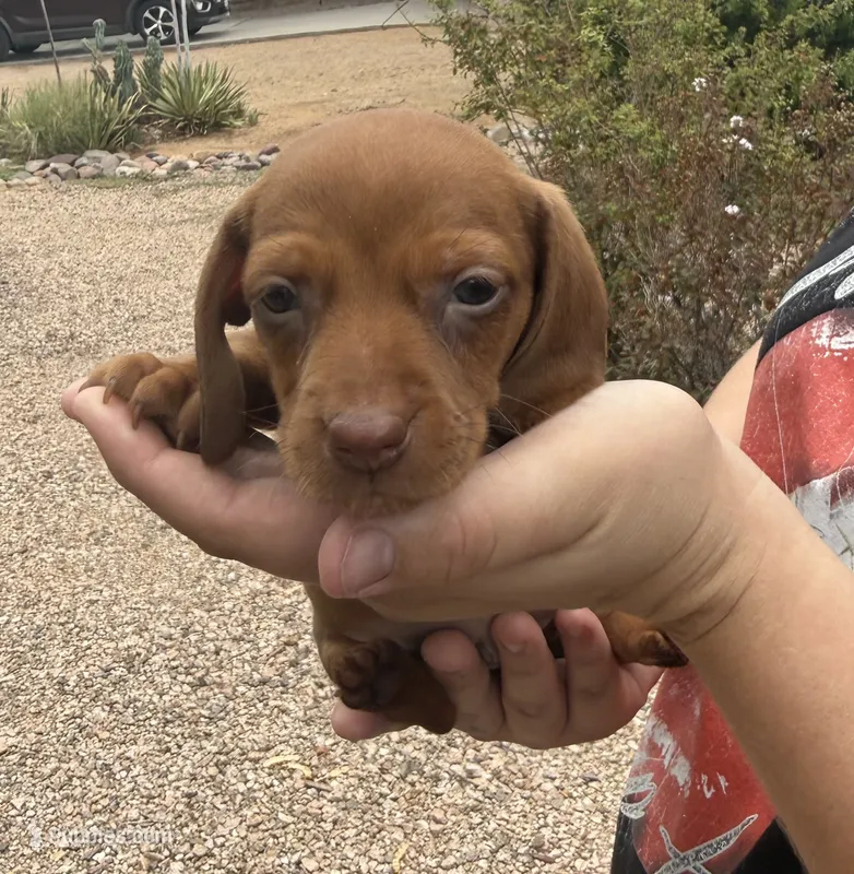 Sunny – Miniature Dachshund puppy for sale in Tucson, AZ