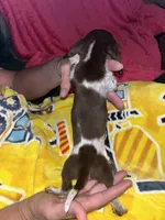 Luke, a male Miniature Dachshund for sale in Tucson, AZ – 3 of 4