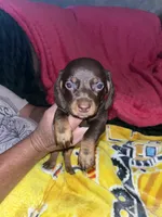 Honey Lu, a female Miniature Dachshund for sale in Tucson, AZ – 2 of 4