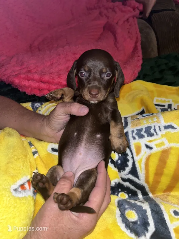 Honey Lu – Miniature Dachshund puppy for sale in Tucson, AZ