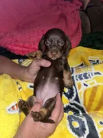 Honey Lu, a female Miniature Dachshund for sale in Tucson, AZ – 1 of 4