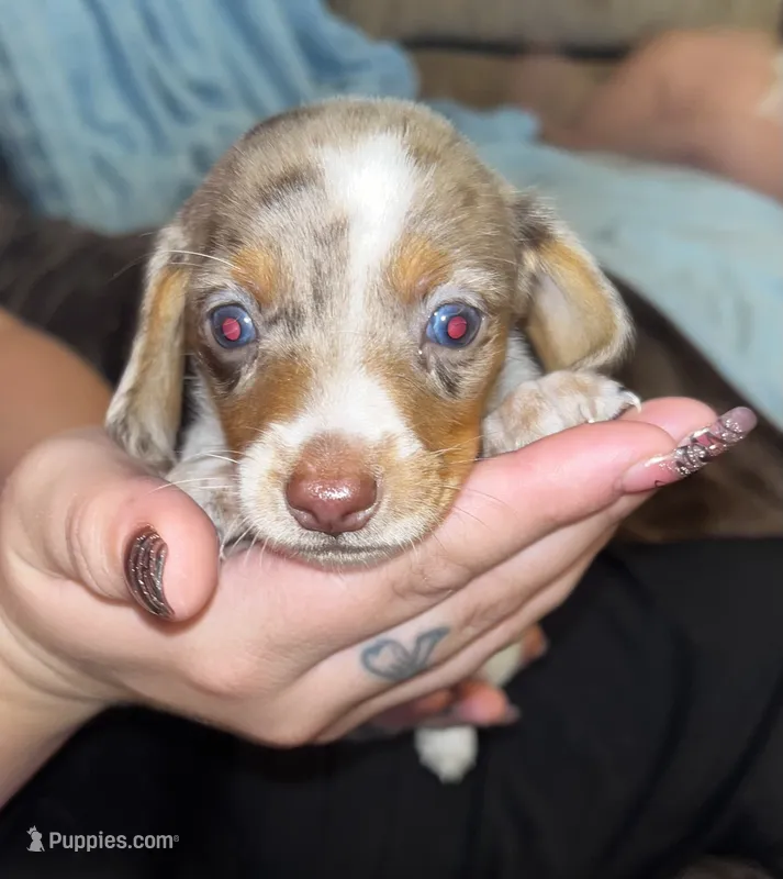 Dash – Miniature Dachshund puppy for sale in Tucson, AZ