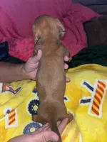 Sunny, a male Miniature Dachshund for sale in Tucson, AZ – 3 of 4