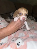 Bonnie, a female Miniature Dachshund for sale in Tucson, AZ – 6 of 6