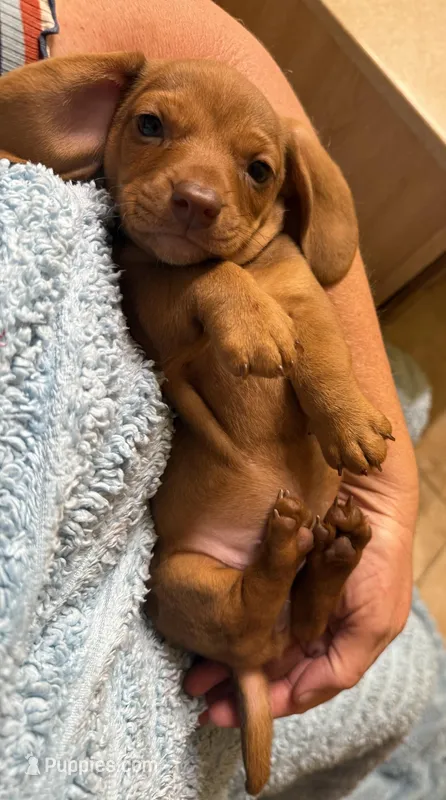 Eddie – Miniature Dachshund puppy for sale in Tucson, AZ