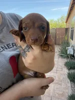 Eddie, a male Miniature Dachshund for sale in Tucson, AZ – Photo 2 of 4