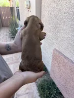 Eddie, a male Miniature Dachshund for sale in Tucson, AZ – Photo 3 of 4