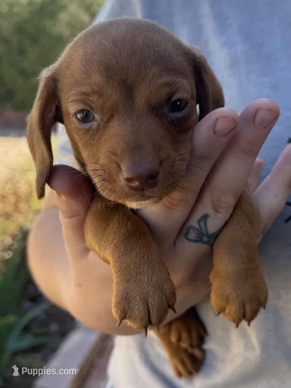 Eddie – Miniature Dachshund puppy for sale in Tucson, AZ