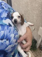 Dolly, a female Miniature Dachshund for sale in Tucson, AZ – Photo 10 of 10