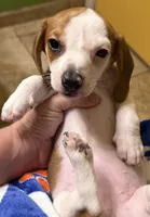 Dolly, a female Miniature Dachshund for sale in Tucson, AZ – Photo 8 of 10