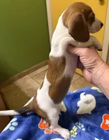 Dolly, a female Miniature Dachshund for sale in Tucson, AZ – Photo 4 of 10