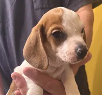 Dolly, a female Miniature Dachshund for sale in Tucson, AZ – Photo 1 of 10