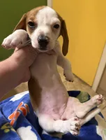 Dolly, a female Miniature Dachshund for sale in Tucson, AZ – Photo 7 of 10