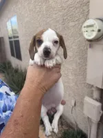 Dolly, a female Miniature Dachshund for sale in Tucson, AZ – Photo 9 of 10