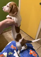 Dolly, a female Miniature Dachshund for sale in Tucson, AZ – Photo 3 of 10