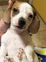 Dolly, a female Miniature Dachshund for sale in Tucson, AZ – Photo 2 of 10