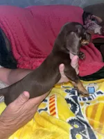 Honey Lu, a female Miniature Dachshund for sale in Tucson, AZ – 3 of 4
