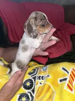 Dash, a male Miniature Dachshund for sale in Tucson, AZ – 3 of 7