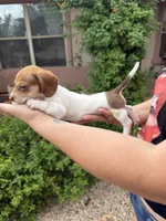 Bonnie, a female Miniature Dachshund for sale in Tucson, AZ – 3 of 6