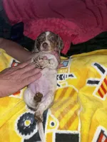Dash, a male Miniature Dachshund for sale in Tucson, AZ – 4 of 7
