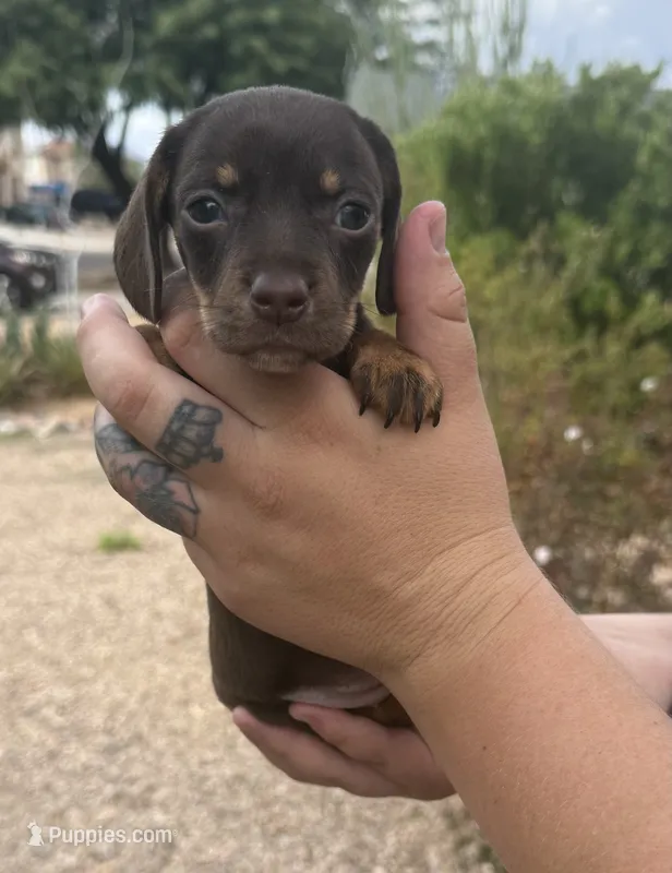 Lolly Lu – Miniature Dachshund puppy for sale in Tucson, AZ