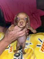 Sunny, a male Miniature Dachshund for sale in Tucson, AZ – 2 of 4