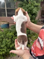 Bonnie, a female Miniature Dachshund for sale in Tucson, AZ – 4 of 6