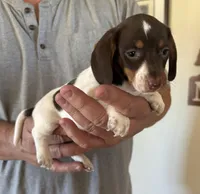 Betty Lou , a female Miniature Dachshund for sale in Tucson, AZ – Photo 2 of 10